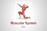 Muscular System - Ms. Lynch's Lessons Muscular System Part I Movement Posture & Position Support Guards