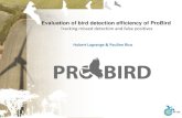 Evaluation of bird detection efficiency of ProBird - Kites Specifically designed kite tested in North