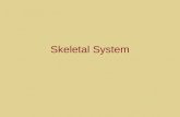 Skeletal System. 2 Axial Skeleton 80 bones 3 Appendicular Skeleton 126 bones.
