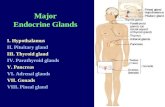 Major Endocrine Glands I. Hypothalamus II. Pituitary gland III. Thyroid gland IV. Parathyroid glands V. Pancreas VI. Adrenal glands VII. Gonads VIII. Pineal