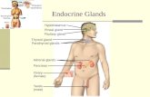 Endocrine Glands Hypothalamus Pineal gland