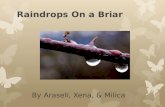 Raindrops On a Briar