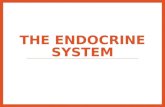 Endocrine vs exocrine glands Endocrine glands produce and secrete hormones into the bloodstream eg. the pituitary gland Exocrine glands secrete through