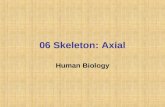 06 Skeleton: Axial Human Biology. Classification of Bones Human body consists in 206 bones. They are divided in two groups: Axial skeleton (form the long