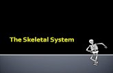 ï‚ Axial skeleton â€“ bones of the skull, vertebral column, and rib cage ï‚ 80 bones make up the Axial Skeleton ï‚ Appendicular skeleton â€“ bones of the upper