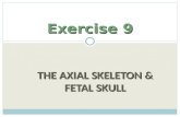 THE AXIAL SKELETON & FETAL SKULL Exercise 9. Two Skeletal Divisions Axial skeleton Axial skeleton ï‚ Bones around the bodyâ€™s â€œaxisâ€‌ or center of gravity
