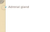 Adrenal gland. What is the adrenal gland The adrenal glands (also known as suprarenal glands) are the triangle-shaped and orange- colored endocrine