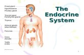 The Endocrine System 1. Endocrine System The endocrine system is all the organs of the body that are endocrine glands. An endocrine gland secretes hormones
